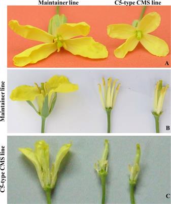 Complete mitochondrial genome sequencing and identification of candidate genes responsible for C5-type cytoplasmic male sterility in cabbage (B. oleracea var. capitata)